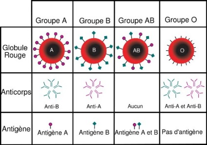 Anticorps et antigènes des groupes sanguins