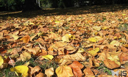 Les feuilles se déshydratent et finissent par perdre toutes leurs couleurs à la fin de l'automne 