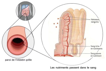L'intestin est composé de multiples replis