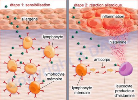 Phase de sensibilisation et réaction du système immunitaire