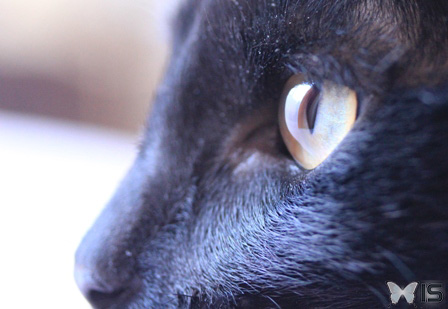 Portrait du regard d'un chat noir, de profile