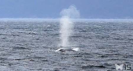 Les jet sont constitués de vapeur expulsée par la baleine