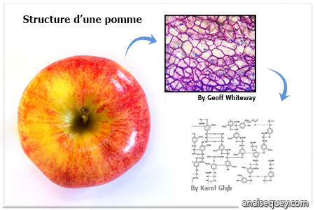 Une pomme est formée de cellules elles-mêmes composées de molécules et d'atomes