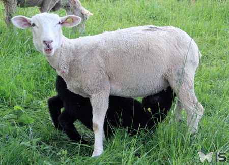 Un agneau tétant une brebis qui n'est sans doute pas sa mère