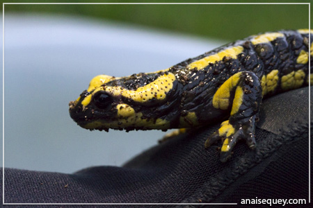 La salamandre possède des glandes parotoïdes qui sécrètent un poison à base d'alcaloïdes à la surface de leur peau.