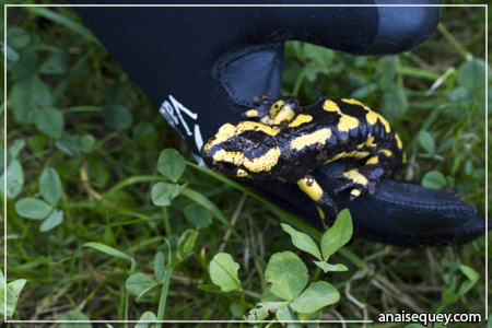 Une salamandre commune dans une forêt européenne (Suisse, Vaud)