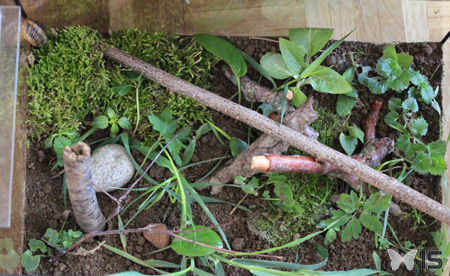 Le récipient est aménagé avec de la végétation et des escargots