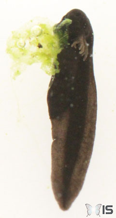 Embryon de têtard qui mange une algue