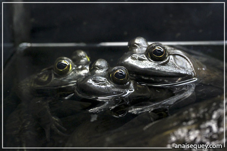 Groupe de grenouilles dans l'eau d'un aquarium