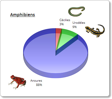 La classe des amphibiens contient l'ordre des anoures, celui des urodèles et les cécilies