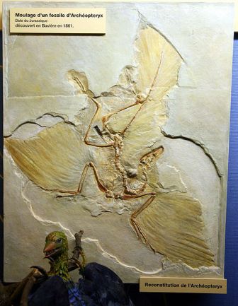 Un fossile d'Archaeoptéryx, montrant bien la disposition des plumes