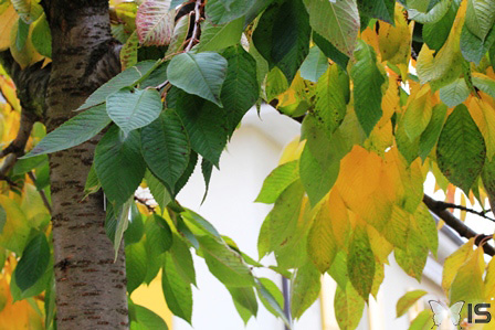 La variation de teinte des feuilles est en fait due à une décoloration successive
