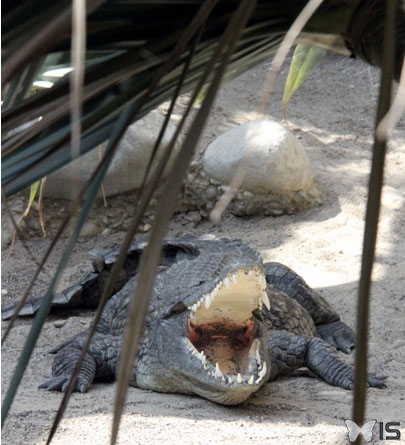 Les crocodiles régulent leur température interne par ce biais