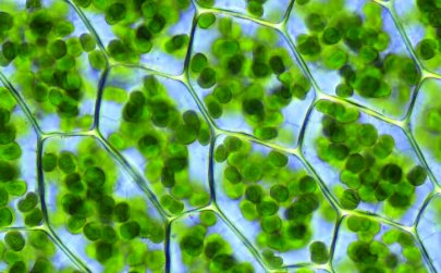 La chlorophylle est visible au microscope dans les cellules de la plante