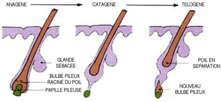 Chaque poil passe par une phase de croissance et de pause avant de tomber (anagene, catagene, telogene)