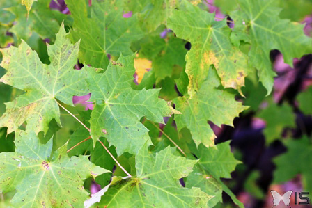 La teinte spécifique des feuilles varie grandement d'une espèce à l'autre, mais la couleur principale est généralement le vert