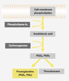 Les prostaglandines sont produites par altération des phospholipides