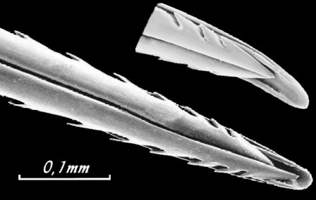 Photo macro des dentelures du dard d'une abeille europééenne