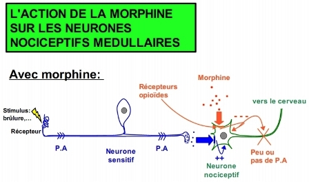 La morphine se fixe aux récepteurs des opiacés