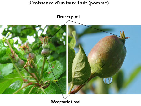 La croissance d'un faux-fruit (ici une pomme) se fait à partir du réceptacle floral et non du pistil
