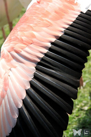 La pigmentation orangées des plumes est due à l'accumulation de carotène contenue dans l'alimentation de ces oiseaux