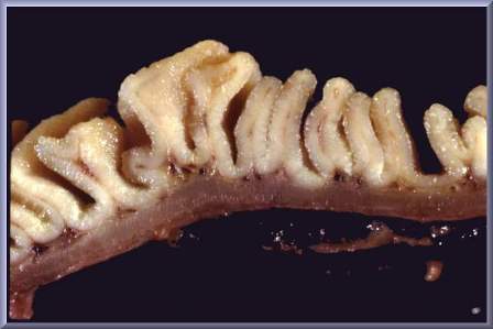 La paroi intestinale est finement plissée