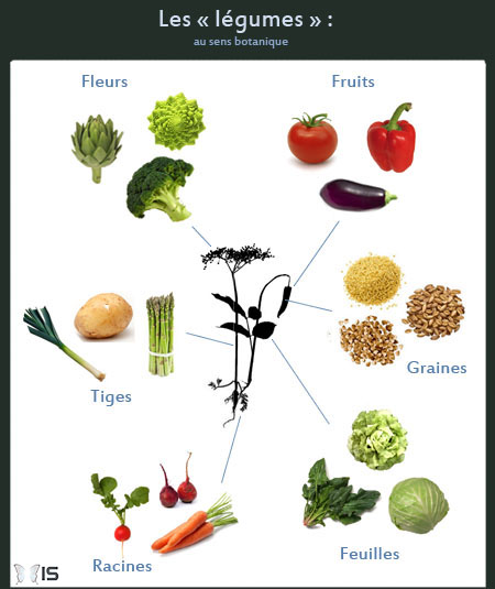 Les légumes regroupent diverses parties de plantes