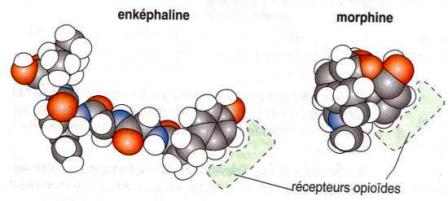 Les structures moléculaires sont similaires