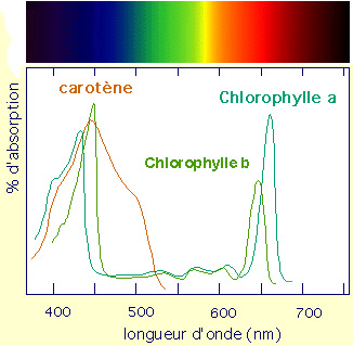 Les plantes disposent de différents pigments photosynthétiques, comme la chlorophylle et les carotènes