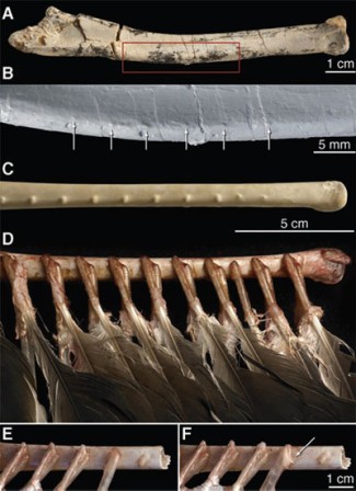 Implentation de plumes sur les bras d'un Velociraptor mongoliensis