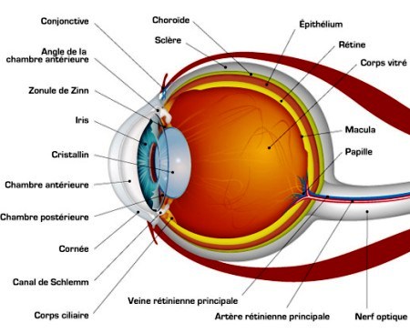 Anatomie d'un globe oculaire