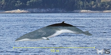 Partie visible et représentation de la partie immergée d'un petit rorqual (baleine)