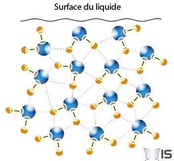 L'attraction des molécules d'eau est moindre à la surface