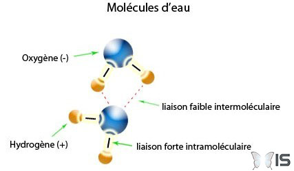 Attraction des molécules d'eau