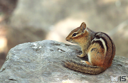 Un écureuil rayé qui se repose