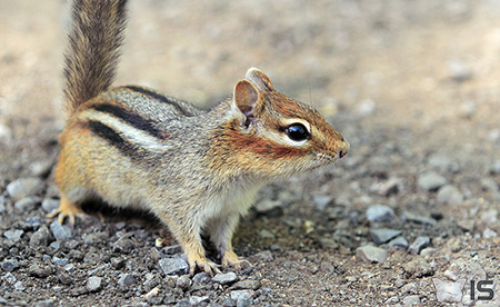 Les tamias (petits suisses) sont de petits écureuils rayés