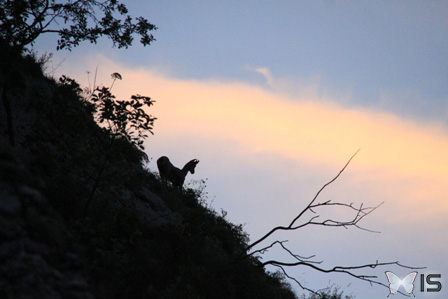 La silouette d'un chamois se détache sur les falaise du lac de Joux