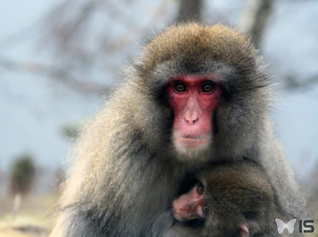 Une femelle macaque japonais et son petit qui tète