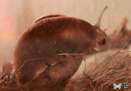 L'escargot se déplace sur une vitre