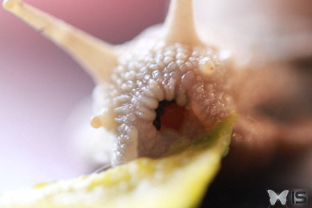Escargot en train d'ouvrir la bouche