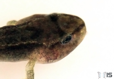Oeil d'un têtard de grenouille rousse