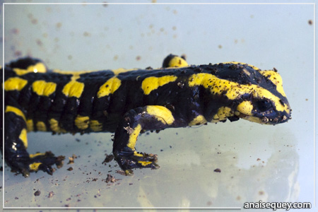 Une salamandre terrestre, aussi appelée salamandre de feu, ou salamandre commune