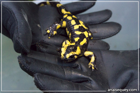Une salamandre terrestre, aussi appelée salamandre de feu, ou salamandre commune