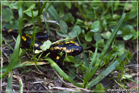 Les salamandres aiment l'humidité ; elles sortent souvent le soir après la pluie