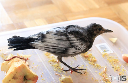 Le jeune oiseau apprend à manger seul