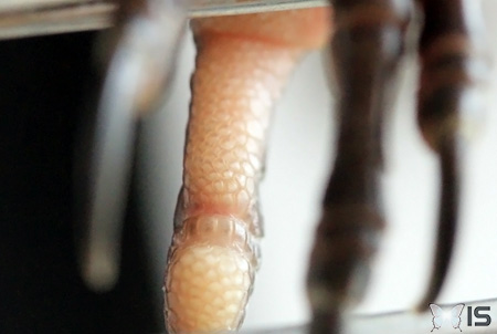 Gros plan sur les pattes d'un oisillon de merle