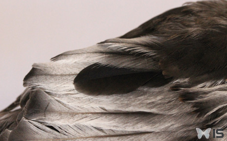 Les plumes blanches sont dues à une carence, elles repoussent correctement vu que l'alimentation est à présent adaptée