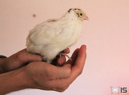 Une jeune caille du japon femelle au plumage blanc, tenue dans la main