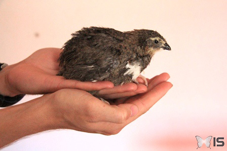 Une jeune caille du japon femelle au plumage noir, tenue dans la main