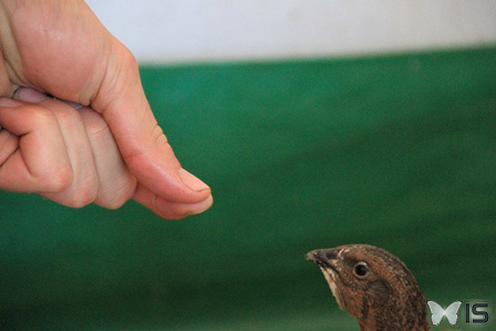 Une jeune caille cherchant à picorer les doigts